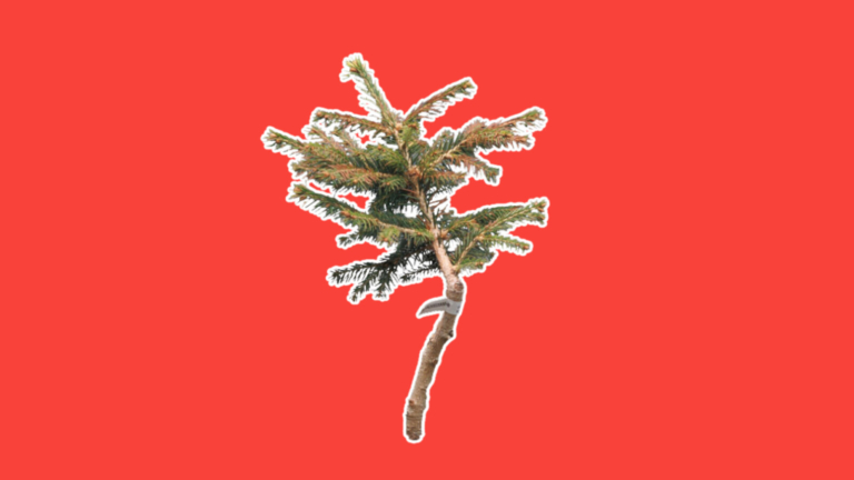 7,9 miljoner för en klonad gran